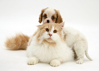 Cats and Dogs Soul Mates